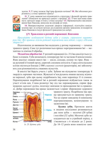 38
залози. 9. У чому полягає бар’єрна функція печінки? 10. Які оболонки роз-
різняють у стінці травного тракту?
11. У чому виявляється відповідність структури і функцій органів трав-
лення? (Показати на прикладі одного з органів). 12. З чим пов’язана наяв-
ність третього шару м’язів у стінці шлунку? 13. Прокоментуйте висловлю-
вання Іван Павлова, винесене як епіграф до теми.
14. Використовуючи додаткові джерела інформації, підготуйте повідо-
млення про: а) сучасні методи дослідження органів травлення; в) відкриття
Івана Павлова в галузі фізіології травлення (на вибір).
§ 9. Травлення в ротовій порожнині. Ковтання
Пригадайте особливості будови зубів у ссавців, спричинені характе-
ром їжі. Які правила гігієни ротової порожнини вам відомі з курсу «Основи
здоров’я»?
Підготовлена до вживання їжа надходить у ротову порожнину — початок
травного тракту. Саме тут розпочинається процес перетравлювання їжі — ме-
ханічна та хімічна її обробка.
Механічна обробка їжі. У ротовій порожнині (іл. 21) їжа аналізується гу-
бами та язиком. Губи визначають температуру їжі та частково її консистенцію.
Язик аналізує смакові якості їжі — кисле, солодке, солоне чи гірке. Язик —
це рухомий м’язовий орган, укритий слизовим епітелієм. Серед епітеліальних
клітин міститься близько 2 000 смакових сосочків (рецепторів), які забезпечу-
ють усю різноманітність смакових відчуттів.
В аналізі їжі беруть участь і зуби. Зубами ми відчуваємо температуру й
твердість харчових частинок. Жувальні м’язи рухають нижню щелепу віднос-
но верхньої, зуби при цьому подрібнюють їжу, язик перемішує її зі слиною.
Перемішування подрібненої їжі в ротовій порожнині відбувається також за
участі м’язів щік. Слина розмочує їжу під час пережовування, сприяє фор-
муванню харчової грудки, полегшує ковтання та проходження їжі в стравохо-
ді. Добре пережована їжа краще засвоюється і сприяє збереженню здорового
травного тракту. Подрібнена їжа кра-
ще просувається по травному тракту.
Усе це сприяє швидкому й повнішому
перетравлюванню, всмоктуванню та
засвоєнню їжі.
Будова зубів. Протягом життя
в людини послідовно розвиваються
два типи зубів — молочні (20 зубів)
і постійні (32 зуби). Молочні зуби за-
кладаються ще в утробний період, а
з’являються з 6 місяців до 2  років.
До 10–12 років вони повністю замі-Іл. 25. Будова зуба
 
