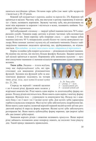 39
нюються постійними зубами. Остання пара зубів (так звані зуби мудрості)
з’являється у 20–25 років.
Кожний зуб складається з коронки, шийки та кореня (іл. 25). Коренем зуб
кріпиться в щелепі. Частину зуба, яка виступає в ротову порожнину й контак-
тує з їжею, називають коронкою. Звужену частину зуба, яка розташована на
межі між коронкою та коренем і міститься в яснах, називають шийкою. Усе-
редині зуба є порожнина.
Зуб побудований з дентину — твердої зубної тканини (містить 70 % міне-
ральних солей). Товщина шару дентину в різних частинах зуба коливається
в межах 2–6 мм. Зовні коронку зуба покриває емаль — дуже тверда зубна
тканина (містить 95 % мінеральних солей) білого чи злегка жовтуватого ко-
льору. Вона захищає дентин і пульпу від дії зовнішніх чинників. Емаль є най-
твердішою тканиною людського організму, що, зруйнувавшись, не віднов-
люється. Пригадайте, за яких умов емаль може стиратися й тріскатися.
Корінь та шийка зуба покриті цементом — різновидом кісткової тканини.
На відміну від кістки, він містить більше фосфату Кальцію. Завдяки цементу
зуб щільно кріпиться в щелепі. Порожнина зуба заповнена пульпою — пух-
кою сполучною тканиною зі значною кількістю кровоносних судин і нервових
волокон.
Типи зубів. Людина — істота всеїдна,
тому має диференційовані зуби, які при-
стосовані для виконання різноманітних
функцій. Залежно від функцій зуби за ана-
томічною формою поділяють на чотири
типи: різці, ікла, малі кутні й великі кутні
(іл. 21, 26).
Спереду на верхній і нижній щелепах
є по 4 плоскі різці, функція яких полягає у
відрізанні шматків їжі. Різці мають один корінь та долотоподібну форму ко-
ронки. Позаду різців містяться ікла. Вони мають один корінь і конічну форму
коронки. Функція ікла — утримувати та шматкувати їжу. Позаду ікл з кож-
ного боку є по 2 малі і по 3 великі кутні зуби. Для кутніх зубів характерна
горбиста жувальна поверхня. Малі кутні зуби забезпечують подрібнення їжі.
Вони мають один корінь (зазвичай верхній перший малий кутній зуб має роз-
двоєний корінь) й округлу форму коронки. Великі кутні зуби забезпечують
розтирання їжі. Вони мають кубоподібну форму коронки, три (верхні зуби)
або два (нижні зуби) корені.
Змикання верхніх різців з нижніми називають прикусом. Якщо верхні
різці займають положення дещо попереду нижніх, це посилює їхню ріжучу
дію. Такий прикус вважають правильним.
Іл. 26. Типи зубів:
1 — різець; 2 — ікло;
3 — малий кутній зуб;
4 — великий кутній зуб
 