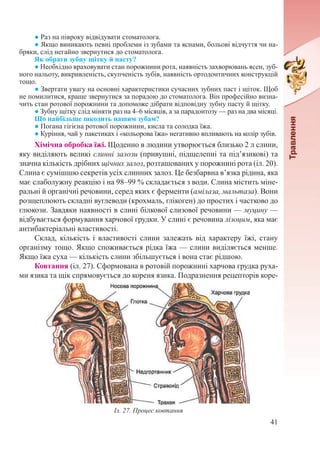 41
● Раз на півроку відвідувати стоматолога.
● Якщо виникають певні проблеми із зубами та яснами, больові відчуття чи на-
бряки, слід негайно звернутися до стоматолога.
Як обрати зубну щітку й пасту?
● Необхідно враховувати стан порожнини рота, наявність захворювань ясен, зуб-
ного нальоту, викривленість, скупченість зубів, наявність ортодонтичних конструкцій
тощо.
● Звертати увагу на основні характеристики сучасних зубних паст і щіток. Щоб
не помилитися, краще звернутися за порадою до стоматолога. Він професійно визна-
чить стан ротової порожнини та допоможе дібрати відповідну зубну пасту й щітку.
● Зубну щітку слід міняти раз на 4–6 місяців, а за парадонтозу — раз на два місяці.
Що найбільше шкодить нашим зубам?
● Погана гігієна ротової порожнини, кисла та солодка їжа.
● Куріння, чай у пакетиках і «кольорова їжа» негативно впливають на колір зубів.
Хімічна обробка їжі. Щоденно в людини утворюється близько 2 л слини,
яку виділяють великі слинні залози (привушні, підщелепні та під’язикові) та
значна кількість дрібних щічних залоз, розташованих у порожнині рота (іл. 20).
Слина є сумішшю секретів усіх слинних залоз. Це безбарвна в’язка рідина, яка
має слаболужну реакцію і на 98–99 % складається з води. Слина містить міне-
ральні й органічні речовини, серед яких є ферменти (амілаза, мальтаза). Вони
розщеплюють складні вуглеводи (крохмаль, глікоген) до простих і частково до
глюкози. Завдяки наявності в слині білкової слизової речовини — муцину —
відбувається формування харчової грудки. У слині є речовина лізоцим, яка має
антибактеріальні властивості.
Склад, кількість і властивості слини залежать від характеру їжі, стану
організму тощо. Якщо споживається рідка їжа — слини виділяється менше.
Якщо їжа суха — кількість слини збільшується і вона стає рідшою.
Ковтання (іл. 27). Сформована в ротовій порожнині харчова грудка руха-
ми язика та щік спрямовується до кореня язика. Подразнення рецепторів коре-
Іл. 27. Процес ковтання
 