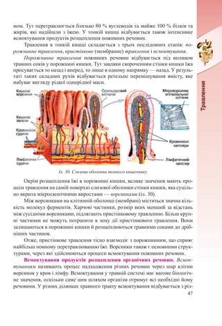 47
мом. Тут перетравлюється близько 80 % вуглеводів та майже 100 % білків та
жирів, які надійшли з їжею. У тонкій кишці відбувається також інтенсивне
всмоктування продуктів розщеплення поживних речовин.
Травлення в тонкій кишці складається з трьох послідовних етапів: по-
рожнинне травлення, пристінкове (мембранне) травлення і всмоктування.
Порожнинне травлення поживних речовин відбувається під впливом
травних соків у порожнині кишки. Тут завдяки скороченням стінки кишки їжа
просувається то назад і вперед, то лише в одному напрямку — назад. У резуль-
таті таких складних рухів відбувається ретельне перемішування вмісту, яке
набуває вигляду рідкої однорідної маси.
Окрім розщеплення їжі в порожнині кишки, велике значення мають про-
цеси травлення на самій поверхні слизової оболонки стінки кишки, яка суціль-
но вкрита мікроскопічними виростами — ворсинками (іл. 30).
Між ворсинками на клітинній оболонці (мембрані) міститься значна кіль-
кість молекул ферментів. Харчові частинки, розмір яких менший за відстань
між сусідніми ворсинками, підлягають пристінковому травленню. Більш круп-
ні частинки не можуть потрапити в зону дії пристінкового травлення. Вони
залишаються в порожнині кишки й розщеплюються травними соками до дріб-
ніших частинок.
Отже, пристінкове травлення тісно взаємодіє з порожнинним, що сприяє
найбільш повному перетравлюванню їжі. Ворсинки також є основними струк-
турами, через які здійснюються процеси всмоктування поживних речовин.
Всмоктування продуктів розщеплення органічних речовин. Всмок-
туванням називають процес надходження різних речовин через шар клітин
ворсинок у кров і лімфу. Всмоктування у травній системі має вагоме біологіч-
не значення, оскільки саме цим шляхом організм отримує всі необхідні йому
речовини. У різних ділянках травного тракту всмоктування відбувається з різ-
Іл. 30. Слизова оболонка тонкого кишечнику
 