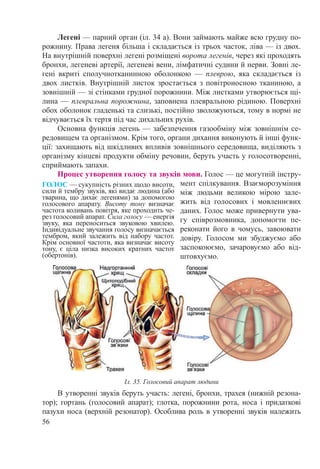 56
Легені — парний орган (іл. 34 а). Вони займають майже всю грудну по-
рожнину. Права легеня більша і складається із трьох часток, ліва — із двох.
На внутрішній поверхні легені розміщені ворота легенів, через які проходять
бронхи, легеневі артерії, легеневі вени, лімфатичні судини й нерви. Зовні ле-
гені вкриті сполучнотканинною оболонкою  — плеврою, яка складається із
двох листків. Внутрішній листок зростається з повітроносною тканиною, а
зовнішній — зі стінками грудної порожнини. Між листками утворюється щі-
лина — плевральна порожнина, заповнена плевральною рідиною. Поверхні
обох оболонок гладенькі та слизькі, постійно зволожуються, тому в нормі не
відчувається їх тертя під час дихальних рухів.
Основна функція легень — забезпечення газообміну між зовнішнім се-
редовищем та організмом. Крім того, органи дихання виконують й інші функ-
ції: захищають від шкідливих впливів зовнішнього середовища, виділяють з
організму кінцеві продукти обміну речовин, беруть участь у голосотворенні,
сприймають запахи.
Процес утворення голосу та звуків мови. Голос — це могутній інстру-
мент спілкування. Взаєморозуміння
між людьми великою мірою зале-
жить від голосових і мовленнєвих
даних. Голос може привернути ува-
гу співрозмовника, допомогти пе-
реконати його в чомусь, завоювати
довіру. Голосом ми збуджуємо або
заспокоюємо, зачаровуємо або від-
штовхуємо.
В утворенні звуків беруть участь: легені, бронхи, трахея (нижній резона-
тор); гортань (голосовий апарат); глотка, порожнини рота, носа і придаткові
пазухи носа (верхній резонатор). Особлива роль в утворенні звуків належить
ГОЛОС — сукупність різних щодо висоти,
сили й тембру звуків, які видає людина (або
тварина, що дихає легенями) за допомогою
голосового апарату. Висоту тону визначає
частота коливань повітря, яке проходить че-
рез голосовий апарат. Сила голосу — енергія
звуку, яка переноситься звуковою хвилею.
Індивідуальне звучання голосу визначається
тембром, який залежить від набору частот.
Крім основної частоти, яка визначає висоту
тону, є ціла низка високих кратних частот
(обертонів).
Іл. 35. Голосовий апарат людини
 