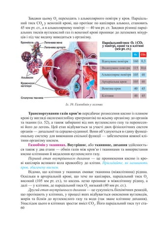60
Завдяки цьому О2
переходить з альвеолярного повітря у кров. Парціаль-
ний тиск СО2
у венозній крові, що протікає по капілярах альвеол, становить
45 мм рт. ст., а в альвеолярному повітрі — 40 мм рт. ст. Завдяки різниці парці-
альних тисків вуглекислий газ із венозної крові проникає до легеневих міхур-
ців і під час видиху виводиться з організму.
Транспортування газів кров’ю передбачає рознесення кисню із плином
крові (у вигляді оксигемоглобіну еритроцитів) по всьому організму до органів
та тканин (іл. 52), а також забиранні від них вуглекислого газу та перенесен-
ні його до легень. Цей етап відбувається за участі двох фізіологічних систем
органів — дихальної та серцево-судинної. Вони об’єднуються в єдину функці-
ональну систему для виконання спільної функції — забезпечення кожної клі-
тини організму киснем.
Газообмін у тканинах. Внутрішнє, або тканинне, дихання здійснюєть-
ся також у два етапи — обмін газів між кров’ю і тканинами та використання
кисню клітинами й видалення вуглекислого газу.
Перший етап внутрішнього дихання — це проникнення кисню із кро-
ві капілярів великого кола кровообігу до клітин. Пригадайте, як називають
кров, збагачену киснем.
Відомо, що клітини у тканинах омиває тканинна (міжклітинна) рідина.
Оскільки в артеріальній крові, що тече по капілярах, парціальний тиск О2
високий (105 мм рт. ст.), то кисень легко проникає в міжклітинну рідину, а
далі — у клітини, де парціальний тиск О2
низький (40 мм рт. ст.).
Другий етап внутрішнього дихання — це сукупність біохімічних реакцій,
що протікають у клітинах, у процесі яких відбувається окиснення вуглеводів,
жирів та білків до вуглекислого газу та води (так зване клітинне дихання).
Унаслідок цього в клітинах зростає вміст СО2
. Його парціальний тиск тут ста-
Іл. 39. Газообмін у легенях
 