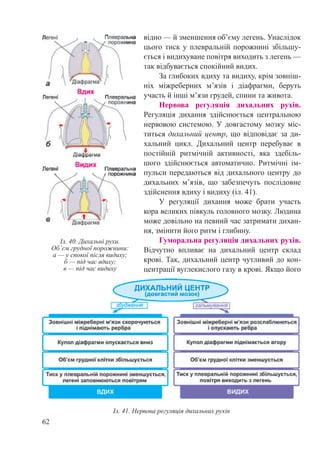 62
відно — й зменшення об’єму легень. Унаслідок
цього тиск у плевральній порожнині збільшу-
ється і видихуване повітря виходить з легень —
так відбувається спокійний видих.
За глибоких вдиху та видиху, крім зовніш-
ніх міжреберних м’язів і діафрагми, беруть
участь й інші м’язи грудей, спини та живота.
Нервова регуляція дихальних рухів.
Регуляція дихання здійснюється центральною
нервовою системою. У довгастому мозку міс-
титься дихальний центр, що відповідає за ди-
хальний цикл. Дихальний центр перебуває в
постійній ритмічній активності, яка здебіль-
шого здійснюється автоматично. Ритмічні ім-
пульси передаються від дихального центру до
дихальних м’язів, що забезпечуть послідовне
здійснення вдиху і видиху (іл. 41).
У регуляції дихання може брати участь
кора великих півкуль головного мозку. Людина
може довільно на певний час затримати дихан-
ня, змінити його ритм і глибину.
Гуморальна регуляція дихальних рухів.
Відчутно впливає на дихальний центр склад
крові. Так, дихальний центр чутливий до кон-
центрації вуглекислого газу в крові. Якщо його
Іл. 41. Нервова регуляція дихальних рухів
Іл. 40. Дихальні рухи.
Об’єм грудної порожнини:
а — у спокої після видиху;
б — під час вдиху;
в — під час видиху
 