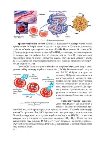76
Транспортування кисню. Кисень із вдихуваного повітря через стінки
кровоносних капілярів легень надходить в еритроцити. Тут він за допомогою
слабких зв’язків приєднується до атома Fe (ІІ). Приєднавши O2
, гемоглобін
(Hb) перетворюється на оксигемоглобін (HbO2
) — сполуку яскраво-червоно-
го кольору, яка є нестійкою й легко розпадається на Hb та O2
. Одна молекула
гемоглобіну може зв’язати 4 молекули кисню, тому що гем містить 4 атоми
Fe (ІІ). Завдяки цій властивості гемоглобіну всі тканини організму забезпечу-
ються киснем (іл. 52).
Гемоглобін може зв’язувати й інші гази, зокрема СО (чадний газ), й утво-
рювати стійку сполуку карбоксигемоглобін (HbСO). Розпадання цієї сполуки
на Hb і СО відбувається дуже по-
вільно (у 200 разів повільніше, ніж
оксигемоглобіну). Через це за наяв-
ності в повітрі чадного газу більша
частина гемоглобіну зв’язується з
ним, втрачаючи здатність до пере-
носу кисню. Це призводить до по-
рушення тканинного дихання, що
є смертельно небезпечним для лю-
дини.
Транспортування вуглекис-
лого газу. Відомо, що в клітинах у
процесі дихання утворюється вуг-
лекислий газ, який транспортується кров’ю до легень. Способи транспорту-
вання СO2
є різними. Так, 80 % вуглекислого газу транспортується не гемогло-
біном безпосередньо, а сполуками карбонатної кислоти (Н2
СО3
). Ця кислота
утворюється в еритроцитах унаслідок з’єднання СO2
і Н2
О. Певна частина
вуглекислого газу (близько 10 %) зв’язується з білковою частиною гемоглобі-
ну, утворюючи карбгемоглобін. Решта СO2
залишається у вигляді розчиненого
газу в плазмі крові.
Іл. 51. Будова еритроцита
Іл. 52. Механізм транспортування
кисню кров’ю
 