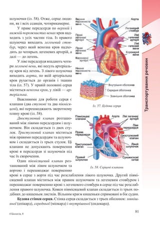 81
4 Біологія, 8
шлуночки (іл. 58). Отже, серце люди-
ни, як і всіх ссавців, чотирикамерне.
У праве передсердя по верхній і
нижній порожнистих венах кров над-
ходить з усіх частин тіла. Із правого
шлуночка виходить легеневий стов-
бур, через який венозна кров надхо-
дить до чотирьох легеневих артерій, а
далі — до легень.
У ліве передсердя впадають чоти-
ри легеневі вени, які несуть артеріаль-
ну кров від легень. З лівого шлуночка
виходить аорта, по якій артеріальна
кров рухається до органів і тканин
тіла (іл. 57). У правій половині серця
міститься венозна кров, у лівій — ар-
теріальна.
Важливими для роботи серця є
клапани (два стулкові та два півміся-
цеві), які перешкоджають зворотному
плину крові (іл. 58).
Двостулковий клапан розташо-
ваний між лівими передсердям і шлу-
ночком. Він складається із двох сту-
лок. Тристулковий клапан міститься
між правими передсердям та шлуноч-
ком і складається із трьох стулок. Ці
клапани не допускають повернення
крові в передсердя зі шлуночків під
час їх скорочення.
Один півмісяцевий клапан роз-
ташований між лівим шлуночком та
аортою і перешкоджає поверненню
крові в серце з аорти під час розслаблення лівого шлуночка. Другий півмі-
сяцевий клапан міститься між правим шлуночком та легеневим стовбуром і
перешкоджає поверненню крові з легеневого стовбура в серце під час розслаб-
лення правого шлуночка. Кожен півмісяцевий клапан складається із трьох по-
дібних до кишеньок листків. Вільним краєм кишеньки спрямовані в бік судин.
Будова стінки серця. Стінка серця складається з трьох оболонок: зовніш-
ньої (епікард), середньої (міокард) і внутрішньої (ендокард).
Іл. 57. Будова серця
Іл. 58. Серцеві клапани
 