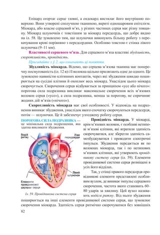 82
Епікард огортає серце ззовні, а ендокард вистилає його внутрішню по-
верхню. Вони утворені сполучною тканиною, вкриті одношаровим епітелієм.
Міокард, або власне серцевий м’яз, у різних частинах серця має різну товщи-
ну. Міокард шлуночків є товстішим за міокард передсердь, що добре видно
на іл. 58. Це зумовлено тим, що шлуночки виконують більшу роботу з пере-
качування крові порівняно з передсердями. Особливо товстою є стінка лівого
шлуночка (9–11 мм).
Властивості серцевого м’яза. Для серцевого м’яза властиві збудливість,
скоротливість, провідність.
Пригадайте з § 2, що означають ці поняття.
Збудливість міокарда. Відомо, що серцева м’язова тканина має попере-
чну посмугованість (іл. 12 в) і її волокна щільно прилягають одне до одного. Це
зумовлено наявністю клітинних контактів, через які збудження швидко поши-
рюється на сусідні клітини й охоплює весь міокард. Унаслідок цього міокард
скорочується. Скорочення серця відбувається за принципом «усе або нічого»:
порогова сила подразника викликає максимальне скорочення всіх м’язових
волокон серця («усе»), а сила подразника, менша за порогову, не спричиняє
жодних дій м’язів («нічого»).
Скоротливість міокарда має свої особливості. У відповідь на подраз-
нення виникає збудження, унаслідок якого спочатку скорочуються передсердя,
потім — шлуночки. Це й забезпечує узгоджену роботу серця.
Провідність міокарда. У міокарді,
крім м’язових волокон, є особливі нетипо-
ві м’язові клітини, які втратили здатність
скорочуватися, але зберегли здатність са-
мозбуджуватися і проводити електричні
імпульси. Збудження передається як по
волокнах міокарда, так і по нетипових
м’язових клітинах, які утворюють провід-
никову систему серця (іл.  59). Елементи
провідникової системи серця розміщені в
усіх його відділах.
Так, у стінці правого передсердя про-
відникові елементи представлені особли-
вим вузлом, де виникає імпульс серцевого
скорочення, частота якого становить 60–
80 ударів за хвилину. Цей вузол назива-
ють водієм ритму. Від нього збудження
поширюється на інші елементи провідникової системи серця, що зумовлює
скорочення міокарда. Здатність серця ритмічно скорочуватися без зовнішніх
Іл. 59. Провідникова система серця
ПОРОГОВА СИЛА ПОДРАЗНИКА —
це мінімальна сила подразнення, яка
здатна викликати збудження.
 