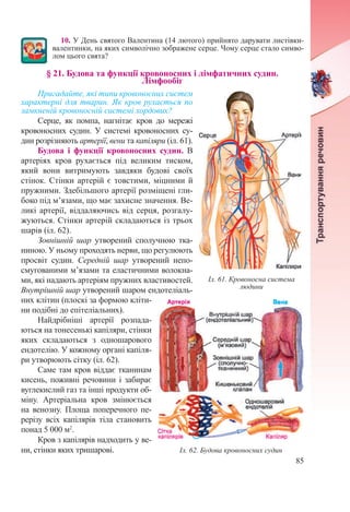 85
10. У День святого Валентина (14 лютого) прийнято дарувати листівки-
валентинки, на яких символічно зображене серце. Чому серце стало симво-
лом цього свята?
§ 21. Будова та функції кровоносних і лімфатичних судин.  
Лімфообіг
Пригадайте, які типи кровоносних систем
характерні для тварин. Як кров рухається по
замкненій кровоносній системі хордових?
Серце, як помпа, нагнітає кров до мережі
кровоносних судин. У системі кровоносних су-
дин розрізняють артерії, вени та капіляри (іл. 61).
Будова і функції кровоносних судин. В
артеріях кров рухається під великим тиском,
який вони витримують завдяки будові своїх
стінок. Стінки артерій є товстими, міцними й
пружними. Здебільшого артерії розміщені гли-
боко під м’язами, що має захисне значення. Ве-
ликі артерії, віддаляючись від серця, розгалу-
жуються. Стінки артерій складаються із трьох
шарів (іл. 62).
Зовнішній шар утворений сполучною тка-
ниною. У ньому проходять нерви, що регулюють
просвіт судин. Середній шар утворений непо-
смугованими м’язами та еластичними волокна-
ми, які надають артеріям пружних властивостей.
Внутрішній шар утворений шаром ендотеліаль-
них клітин (плоскі за формою кліти-
ни подібні до епітеліальних).
Найдрібніші артерії розпада-
ються на тонесенькі капіляри, стінки
яких складаються з одношарового
ендотелію. У кожному органі капіля-
ри утворюють сітку (іл. 62).
Саме там кров віддає тканинам
кисень, поживні речовини і забирає
вуглекислий газ та інші продукти об-
міну. Артеріальна кров змінюється
на венозну. Площа поперечного пе-
рерізу всіх капілярів тіла становить
понад 5 000 м2
.
Кров з капілярів надходить у ве-
ни, стінки яких тришарові.
Іл. 61. Кровоносна система
людини
Іл. 62. Будова кровоносних судин
 