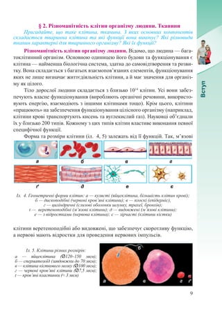 9
§ 2. Різноманітність клітин організму людини. Тканини
Пригадайте, що таке клітина, тканина. З яких основних компонентів
складається тваринна клітина та які функції вона виконує? Які різновиди
тканин характерні для тваринного організму? Які їх функції?
Різноманітність клітин організму людини. Відомо, що людина — бага-
токлітинний організм. Основною одиницею його будови та функціонування є
клітина — найменша біологічна система, здатна до самовідтворення та розви-
тку. Вона складається з багатьох взаємопов’язаних елементів, функціонування
яких не лише визначає життєдіяльність клітини, а й має значення для організ-
му як цілого.
Тіло дорослої людини складається з близько 1014
клітин. Усі вони забез-
печують власне функціонування (виробляють органічні речовини, використо-
вують енергію, взаємодіють з іншими клітинами тощо). Крім цього, клітини
«працюють» на забезпечення функціонування цілісного організму (наприклад,
клітини крові транспортують кисень та вуглекислий газ). Науковці об’єднали
їх у близько 200 типів. Кожному з цих типів клітин властиве виконання певної
специфічної функції.
Форма та розміри клітини (іл.  4, 5) залежать від її функцій. Так, м’язові
клітини веретеноподібні або видовжені, що забезпечує скоротливу функцію,
а нервові мають відростки для проведення нервових імпульсів.
Іл.  4. Геометричні форми клітин: а — кулясті (яйцеклітина, більшість клітин крові);
б — дископодібні (червоні кров’яні клітини); в — плоскі (епідерміс),
г — циліндричні (слизові оболонки шлунку, трахеї, бронхів);
ґ — веретеноподібні (м’язові клітини); д — видовжені (м’язові клітини);
е — з відростками (нервова клітина); є — зірчасті (клітини кістки)
Іл. 5. Клітини різних розмірів:
а  — яйцеклітина (Ø120–150  мкм);
б — сперматозоїд (завдовжки до 70 мкм);
в — клітина кісткового мозку (Ø100 мкм);
г — червоні кров’яні клітини (Ø7,5 мкм);
ґ — кров’яні пластинки (≈ 3 мкм)
 