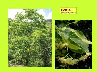 EZKIA (Tilia plathyphillos) 