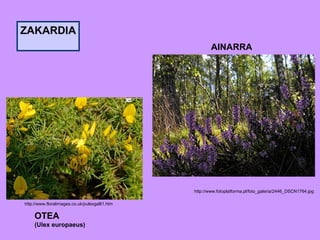 ZAKARDIA http://www.floralimages.co.uk/pulexgalli1.htm   OTEA  (Ulex europaeus) http://www.fotoplatforma.pl/foto_galeria/2446_DSCN1764.jpg   AINARRA 