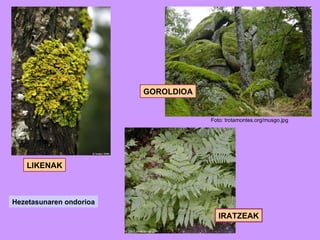 Foto: trotamontes.org/musgo.jpg  GOROLDIOA LIKENAK IRATZEAK Hezetasunaren ondorioa 