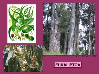 EUKALIPTOA http://www.canal-medicina.es/Medicina_Natural/Images/Eucalyptus_globulus_02.jpg   