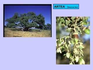 ARTEA  ( Quercus Ilex) meteored.com 