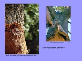 Foto: http://www.aislacork-corchoproyectado.com http://decoraciona.com Munduko lehen ekoizlea 