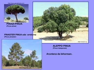 ALEPPO PINUA (Pinus halepensis) PINAZI-PINUA (Pinus pinea) http://www.gamalicante.com Aruntena da lehorrean.  PINASTER PINUA edo  erretxina (Pinus pinaster) www.Infojardín.com  