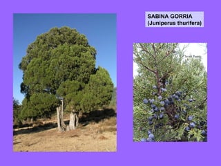 SABINA GORRIA (Juniperus thurifera) 