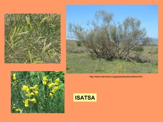 http://www.internatura.org/guias/arbustos/retama.htm   ISATSA 