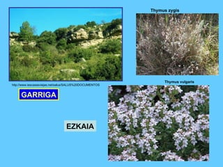 EZKAIA Thymus vulgaris Thymus zygis GARRIGA http://www.iescasasviejas.net/salus/SALUS%20DOCUMENTOS   