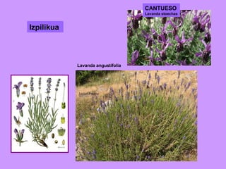 Izpilikua  Lavanda angustifolia CANTUESO Lavanda stoechas 