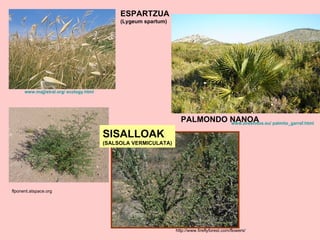 ESPARTZUA (Lygeum spartum) www.majjistral.org /  ecology.html   www.avesfotos.eu /  palmito_garraf.html   PALMONDO NANOA flponent.atspace.org   http://www.fireflyforest.com/flowers/ SISALLOAK (SALSOLA VERMICULATA) 