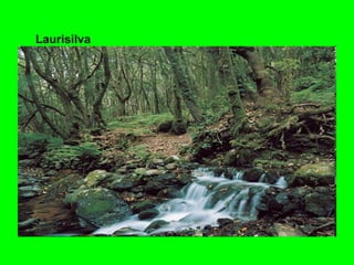 Laurisilva 
