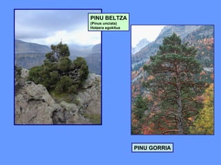 PINU BELTZA (Pinus unciata) Hotzera egokitua PINU GORRIA 