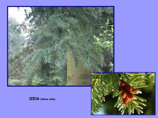 IZEIA  (Abies alba) 