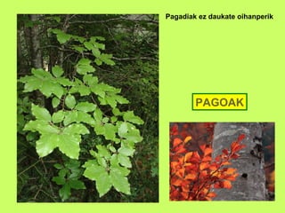 Pagadiak ez daukate oihanperik PAGOAK 