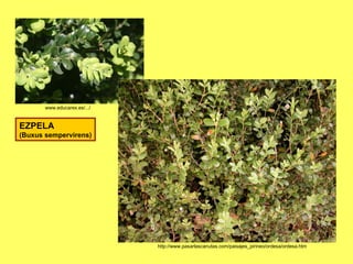   www.educarex.es/.../   EZPELA (Buxus sempervirens) http://www.pasarlascanutas.com/paisajes_pirineo/ordesa/ordesa.htm   