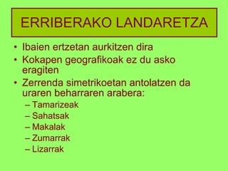 ERRIBERAKO LANDARETZA Ibaien ertzetan aurkitzen dira Kokapen geografikoak ez du asko eragiten Zerrenda simetrikoetan antolatzen da uraren beharraren arabera: Tamarizeak Sahatsak Makalak Zumarrak Lizarrak 