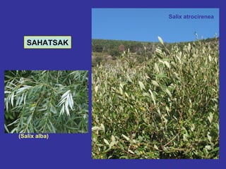 SAHATSAK (Salix alba) Salix atrocirenea 