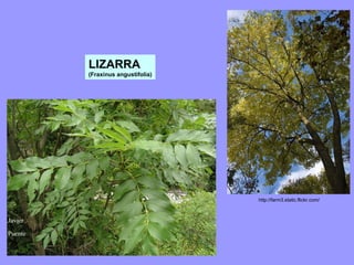 http://farm3.static.flickr.com/   LIZARRA (Fraxinus angustifolia) 