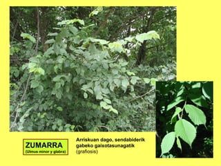 ZUMARRA (Ulmus minor y glabra) Arriskuan dago, sendabiderik  gabeko gaixotasunagatik (grafiosis) 