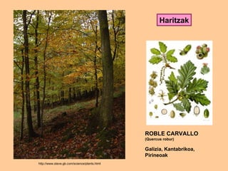 http://www.steve.gb.com/science/plants.html   ROBLE CARVALLO (Quercus robur) Galizia, Kantabrikoa,  Pirineoak Haritzak 