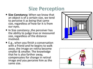 Size Perception
 Size Constancy; When we know that
an object is of a certain size, we tend
to perceive it as being that same
size, regardless of how far it is from
our eyes.
 In Size constancy ,the perceiver has
the ability to judge true or measured
size, regardless of the distance
involved.
 E.g., when you finish a conversation
with a friend and he begins to walk
away ,the image on retina become
smaller & smaller. The knowledge
that he is also farther away,
compensates for change in retinal
image and you perceive him as the
same size.
 