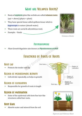 Velmen Roots Morphology_of_Flowering_Plants_Shobhit_Nirwan.pdf class 11th biology | PDF