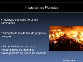 Impactos nas Florestas


• Alteração dos tipos florestais
dominantes


• Aumento da incidência de pragas e
doenças


• Aumento drástico do risco
meteorológico de incêndio;
prolongamento da época de incêndio

                                             Fonte, SIAM
 