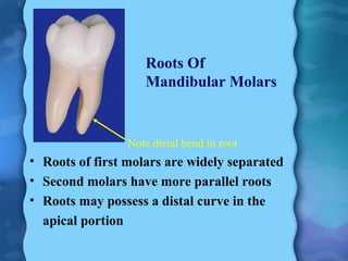 Mandibular Molars | PPT