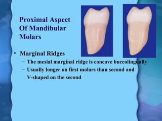 Mandibular First Molar Ridges Mandibular Molars | PPT