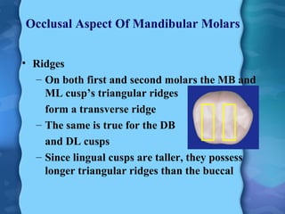 Triangular Ridge 1st Molar Mandibular Molars | PPT