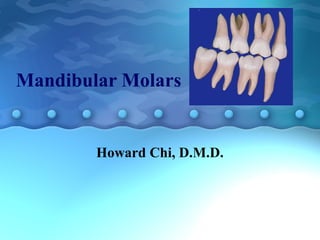 Mandibular Molars
Howard Chi, D.M.D.
 