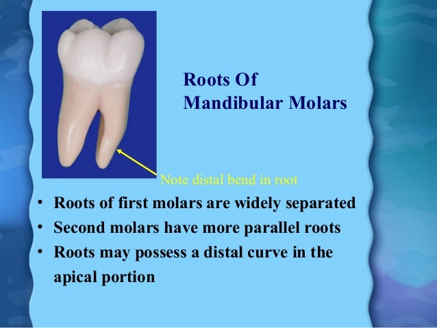 mandibular first molar