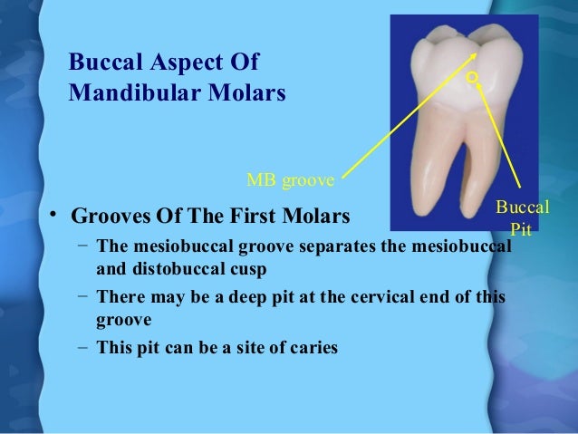 mandibular first molar