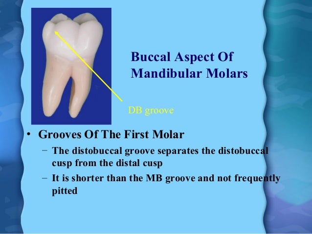 mandibular first molar