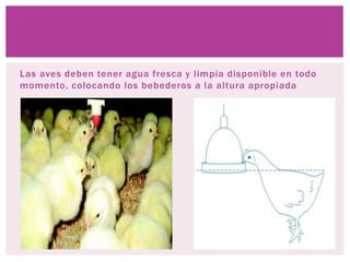 Las aves deben tener agua fresca y limpia disponible en todo
momento, colocando los bebederos a la altura apropiada
 