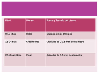 Edad Pienso Forma y Tamaño del pienso
0-10 días Inicio Migajas o mini gránulos
11-24 días Crecimiento Gránulos de 2-3,5 mm de diámetro
25-al sacrificio Final Gránulos de 3,5 mm de diámetro
 