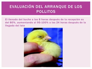 El llenado del buche a las 8 horas después de la recepción es
del 80%, aumentando al 95-100% a las 24 horas después de la
llegada del lote
EVALUACIÓN DEL ARRANQUE DE LOS
POLLITOS
 