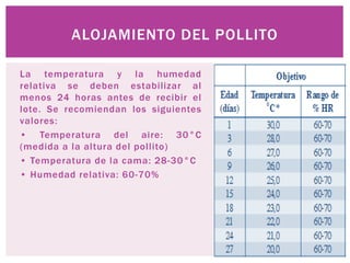 La temperatura y la humedad
relativa se deben estabilizar al
menos 24 horas antes de recibir el
lote. Se recomiendan los siguientes
valores:
• Temperatura del aire: 30°C
(medida a la altura del pollito)
• Temperatura de la cama: 28-30°C
• Humedad relativa: 60-70%
ALOJAMIENTO DEL POLLITO
 