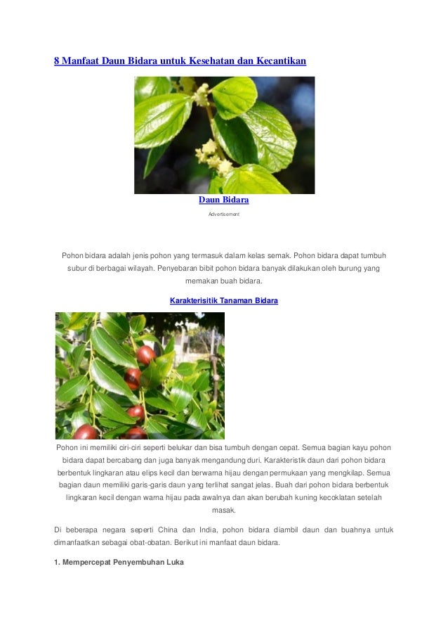 8 manfaat daun bidara untuk kesehatan dan kecantikan