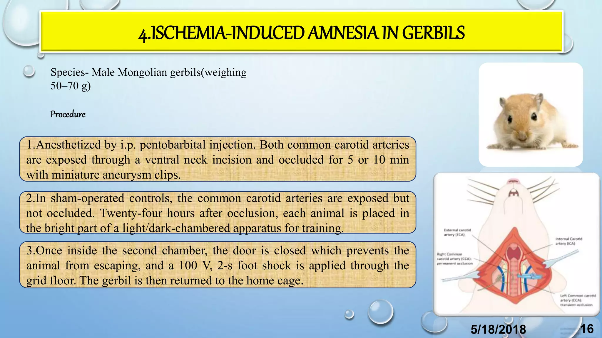 4.ISCHEMIA-INDUCEDAMNESIAIN GERBILS
Species- Male Mongolian gerbils(weighing
50–70 g)
1.Anesthetized by i.p. pentobarbital injection. Both common carotid arteries
are exposed through a ventral neck incision and occluded for 5 or 10 min
with miniature aneurysm clips.
2.In sham-operated controls, the common carotid arteries are exposed but
not occluded. Twenty-four hours after occlusion, each animal is placed in
the bright part of a light/dark-chambered apparatus for training.
3.Once inside the second chamber, the door is closed which prevents the
animal from escaping, and a 100 V, 2-s foot shock is applied through the
grid floor. The gerbil is then returned to the home cage.
Procedure
5/18/2018 16
 